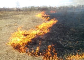 Выжигание сухой растительности запрещено!