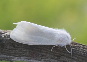 ВНИМАНИЕ !!! АМЕРИКАНСКАЯ БЕЛАЯ БАБОЧКА — ОПАСНЫЙ КАРАНТИННЫЙ ВРЕДИТЕЛЬ