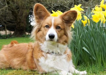 Регистрация домашних животных